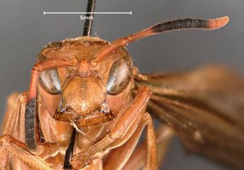 Media type: image;   Entomology 33139 Aspect: head frontal view